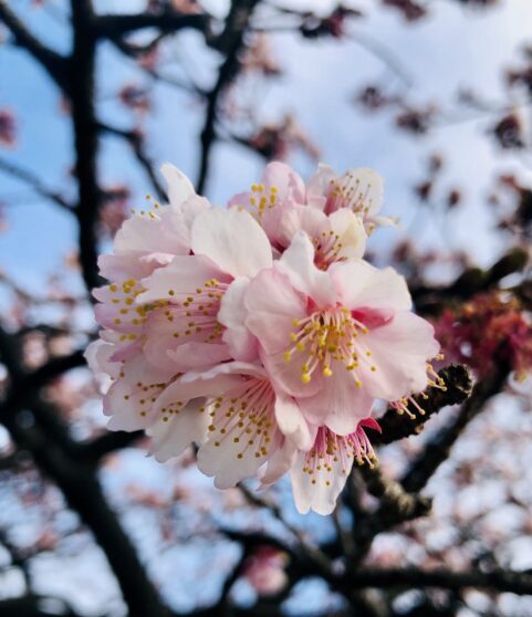 春の訪れを感じる桜。きれいな花が咲くために必要なものとは？