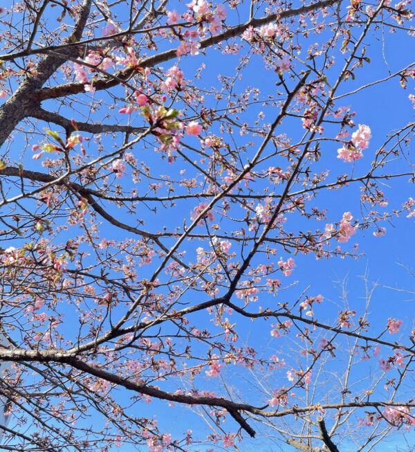 品川区、大井町のおすすめお花見スポットをご紹介します♪